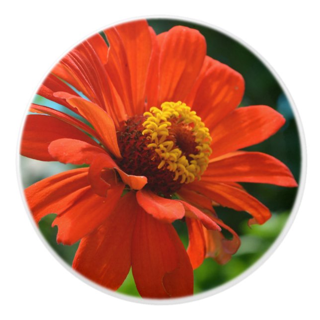 Bouton De Porte En Céramique Orange Zinnia (Devant)