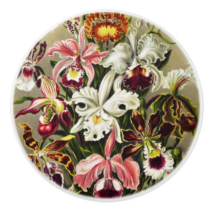Bouton De Porte En Céramique Orchidées, Orchidée Denusblumen Ernst Haeckel