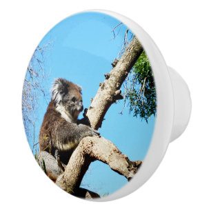 Bouton De Porte En Céramique Ours De Koala Dans L'Ancien Pin,