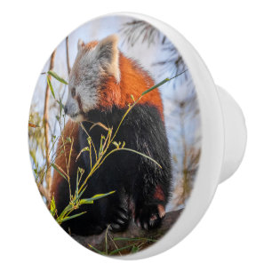 Bouton De Porte En Céramique Panda rouge