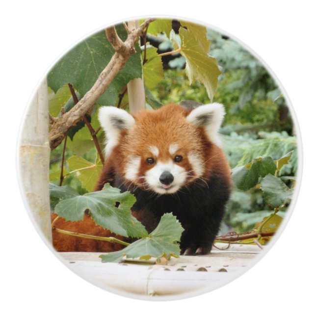 Bouton De Porte En Céramique Panda roux (Devant)