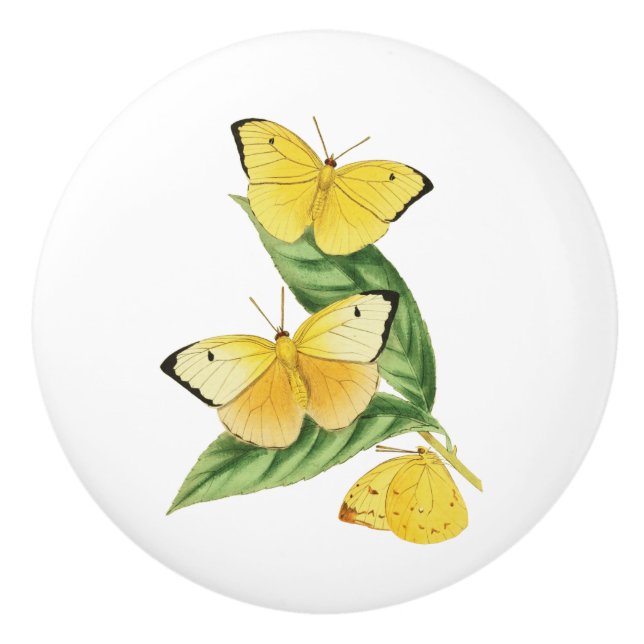 Bouton De Porte En Céramique Papillon Colias Statira (Devant)