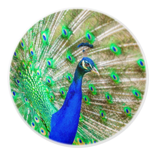 Bouton De Porte En Céramique Peacock Plumage (Devant)