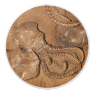 Bouton De Porte En Céramique Photo de Fossil Sandstone