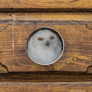 Bouton De Porte En Céramique Photo de la nature du hibou des neiges blanc