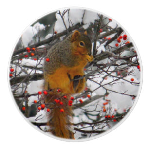 Bouton De Porte En Céramique Photo de l'écureuil Red Berry Tree