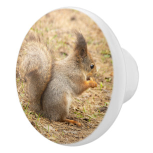 Bouton De Porte En Céramique Photo d'un écureuil mignon mangeant une noix