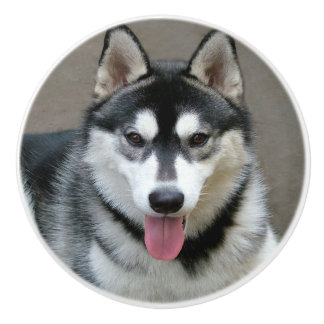 Bouton De Porte En Céramique Photographie de chien de Malamute d'Alaska