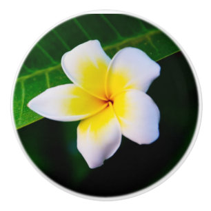 Bouton De Porte En Céramique Photographie de fleurs de plumeria