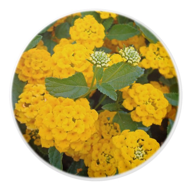 Bouton De Porte En Céramique Photographie Fleurs Lantana Jaunes Lumineux (Devant)