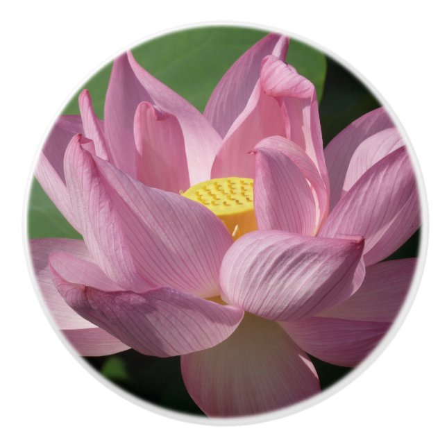 Bouton De Porte En Céramique Pink Lotus Flower IV (Devant)