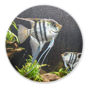 Bouton De Porte En Céramique Poisson Tropical à rayures en céramique Pull