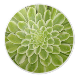 Bouton De Porte En Céramique Pompe en céramique Succulente