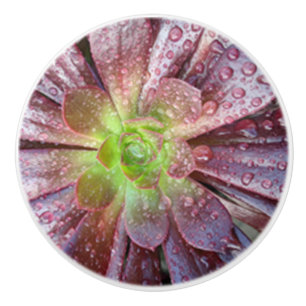Bouton De Porte En Céramique Pompe en céramique Succulente