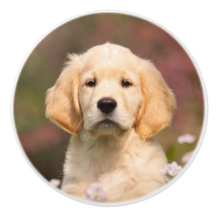 Bouton De Porte En Céramique Portrait du chiot Golden Retriever