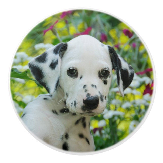 Bouton De Porte En Céramique Portrait mignon de chiot de chien dalmatien (Devant)