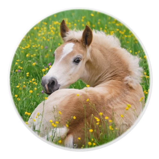 Bouton De Porte En Ceramique Poulain Mignon De Cheval De Haflinger Dans Le Zazzle Fr