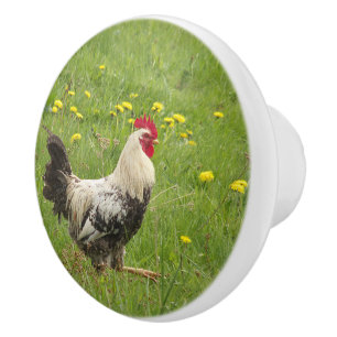 Bouton De Porte En Céramique poulet, coq, animal, oiseau, ferme, agriculture,