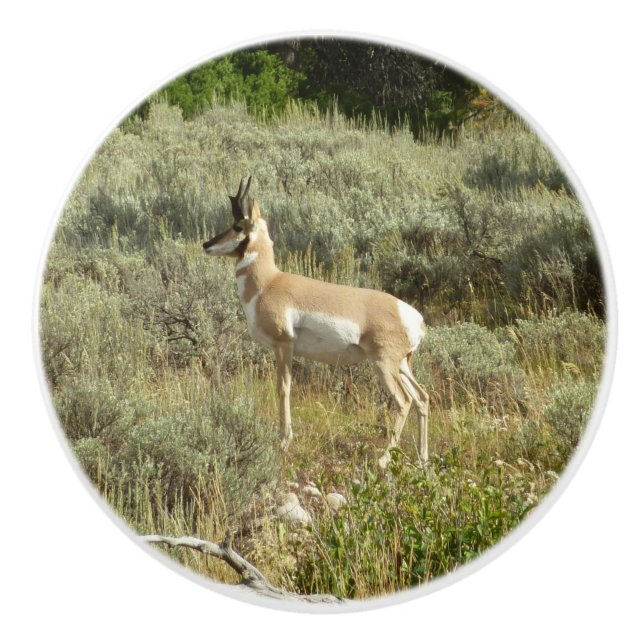 Bouton De Porte En Céramique Pronghorn au Parc national de Grand Teton (Devant)