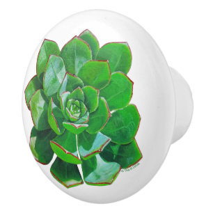 Bouton De Porte En Céramique Rosette Succulent Ceramic Knob