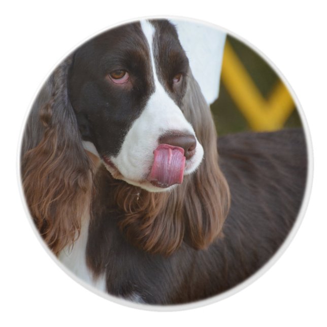 Bouton De Porte En Céramique Springer adorable Spanial (Devant)