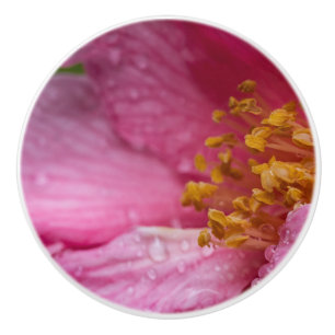 Bouton De Porte En Céramique Stampes à fleurs de Camellia rose