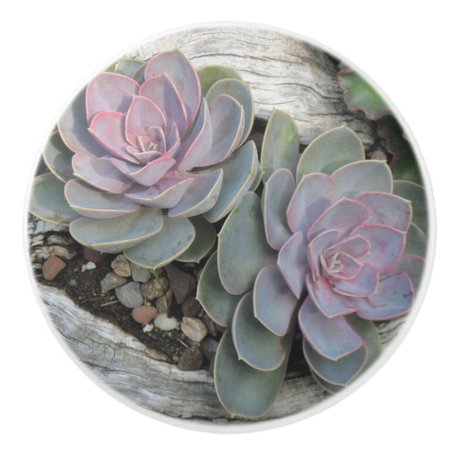 Bouton De Porte En Céramique Succulent Ceramic Knob (Devant)