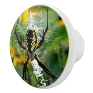 Bouton De Porte En Céramique Superbe araignée orb dans une toile