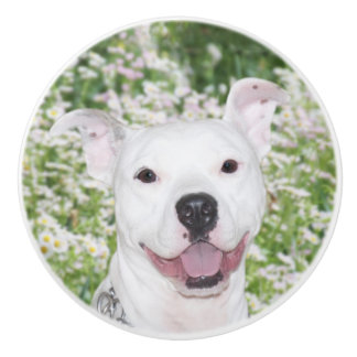 Bouton De Porte En Céramique Terrier blanc heureux de pitbull