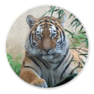Bouton De Porte En Céramique Tiger_20171103_by_JAMFoto
