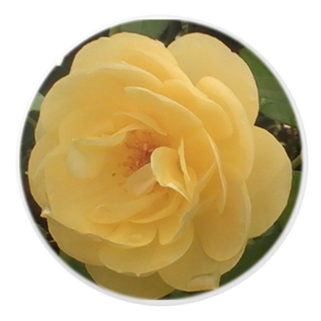 Bouton De Porte En Céramique Tirage en céramique Camellia jaune (Devant)
