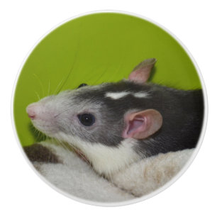 Bouton De Porte En Céramique Touche de Dresser de Rat pour animaux domestiques