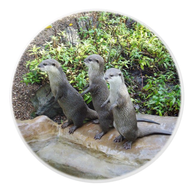 Bouton De Porte En Céramique Trois Loutres Affamées, (Devant)