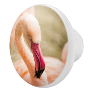 Bouton De Porte En Céramique Un Beau Flamant rose Rose