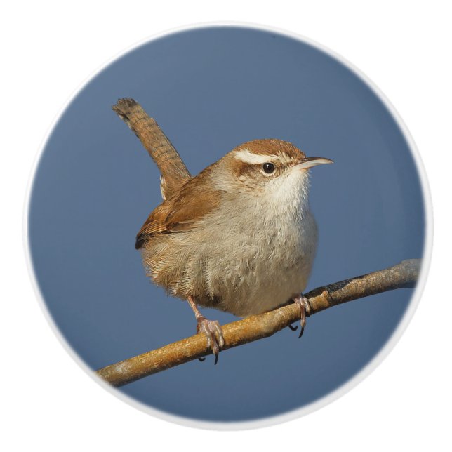 Bouton De Porte En Céramique Un curieux Wren de Bewick's Wren dans l'arbre (Devant)