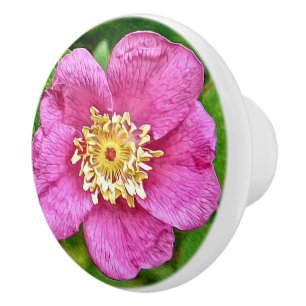 Bouton De Porte En Céramique Une rose sauvage