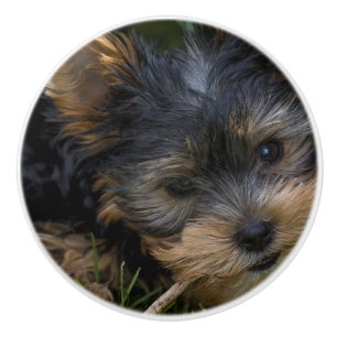 Bouton De Porte En Céramique yorkie avec bâton