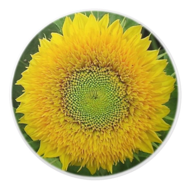 Bouton en céramique de tournesol jaune (Devant)