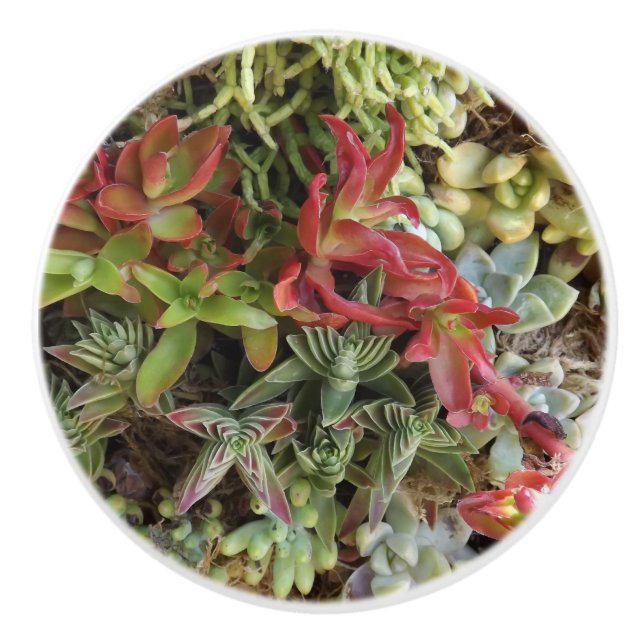 Bouton en céramique sur mesure Succulent (Devant)