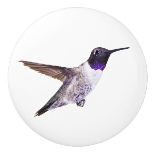 Bouton Noir-chinned de colibri