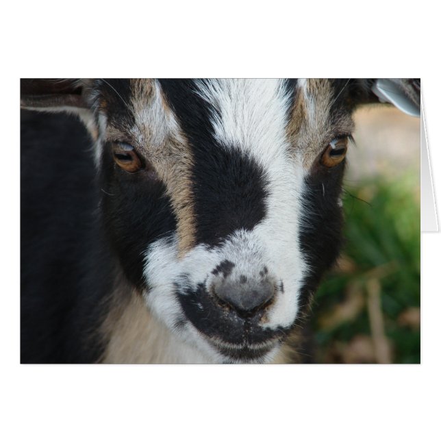 Boutons (Devant horizontal)