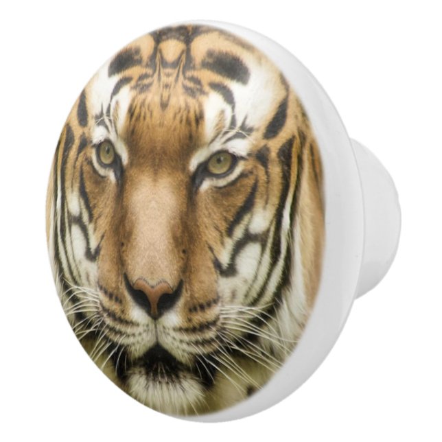 Boutons en céramique Tiger Close Up (Droite)