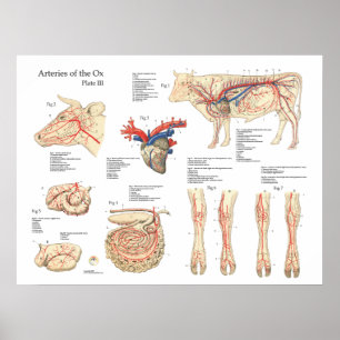 Bovine Cow Blood Vessels Anatomy Poster