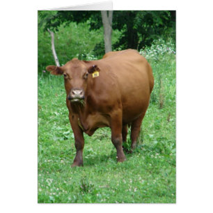 Bovine, toute occasion carte de voeux vierge
