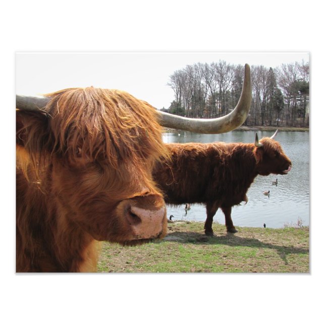 Bovins écossais des Highlands ~ Photo (Devant)