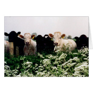 Bovins, vaches au WILTSHIRE, Angleterre