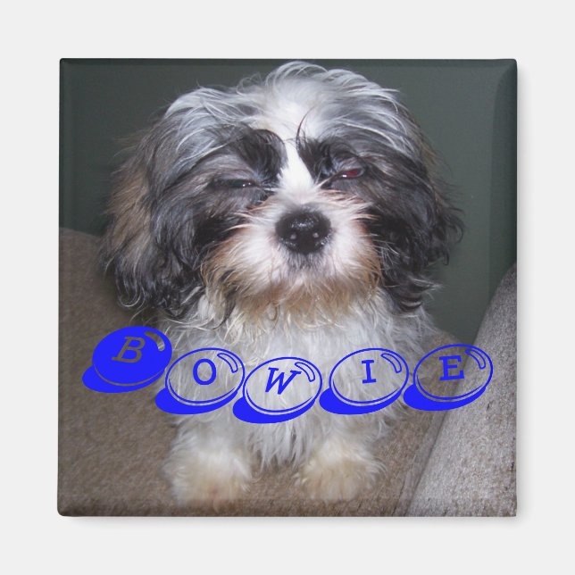 Bowie the Fuzzy Shih Tzu Puppy Dog Magnet (Devant)