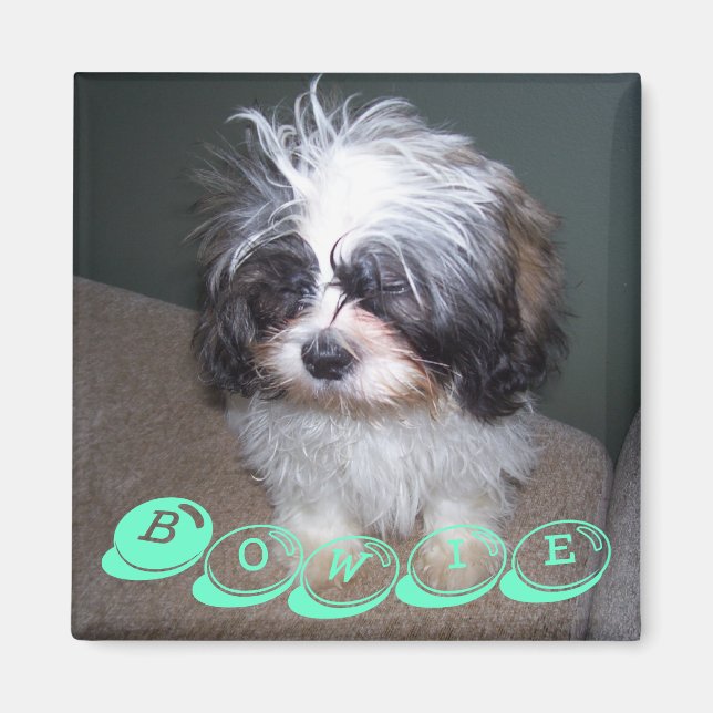 Bowie the Fuzzy Shih Tzu Puppy Dog Magnet (Devant)
