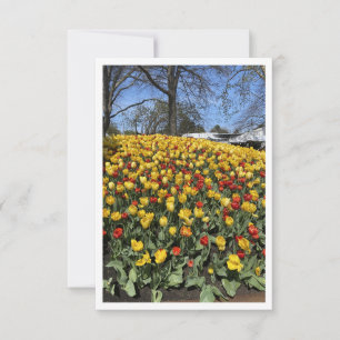 Bowral Tulip Festival - Sydney NSW Australie