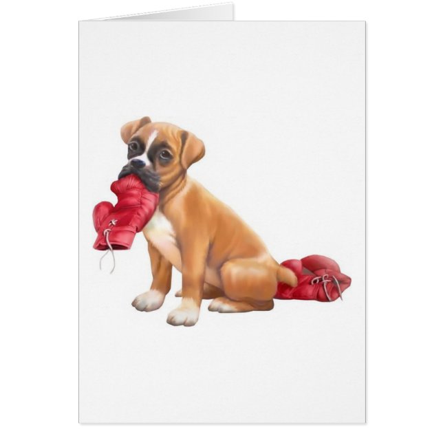 Boxer (Devant)